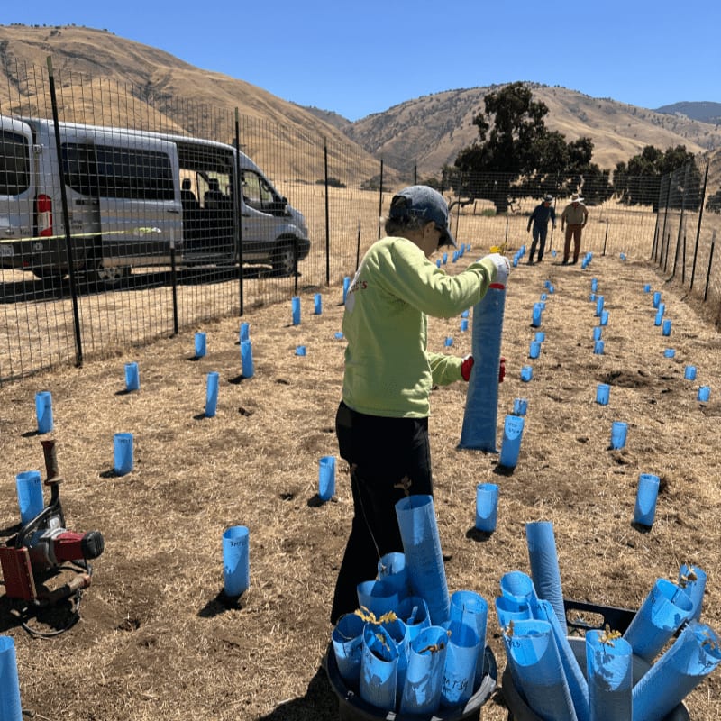 A person in a lime green shirt plants seedlings using blue protective tubes in a fenced field with a silver van and rolling hills in the background.