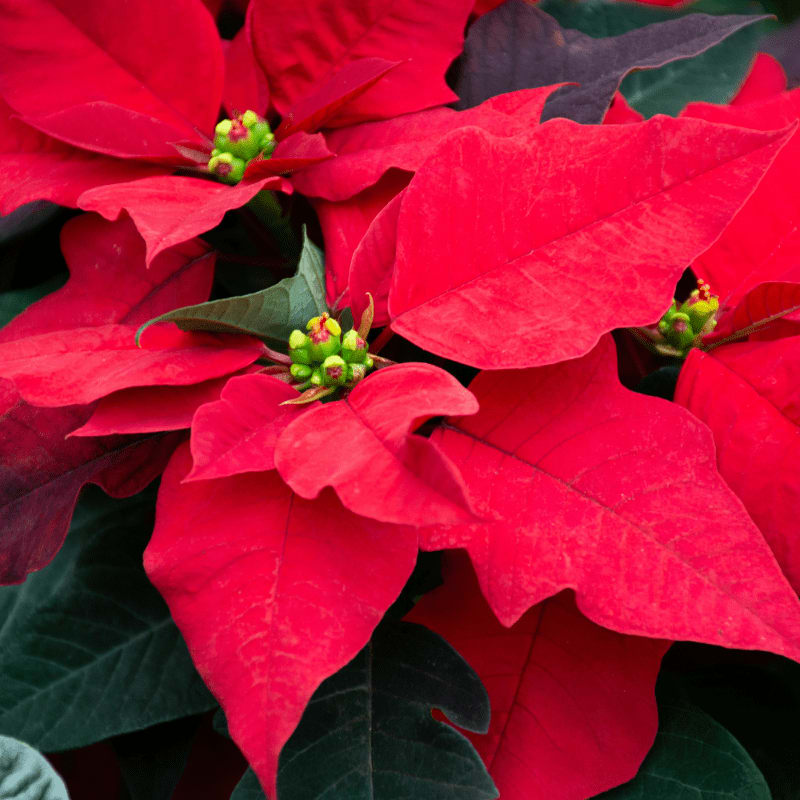 Vibrant red poinsettia bracts surrounding small yellow flower buds with dark green leaves