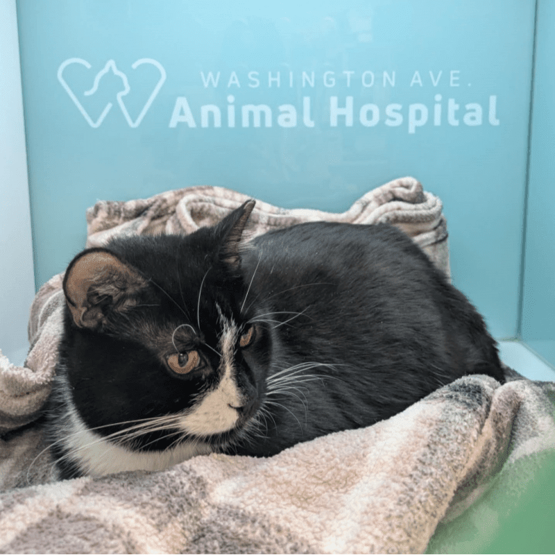 A black and white cat rests on a grey patterned blanket in front of a light blue wall with the "Washington Ave. Animal Hospital" logo.