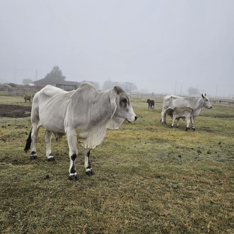 White Brahman cattle stand in a grassy field under a thick, foggy sky.