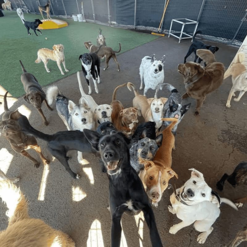 A large group of diverse dogs gathers in the foreground of an outdoor kennel area with a green turf section and fencing in the background.