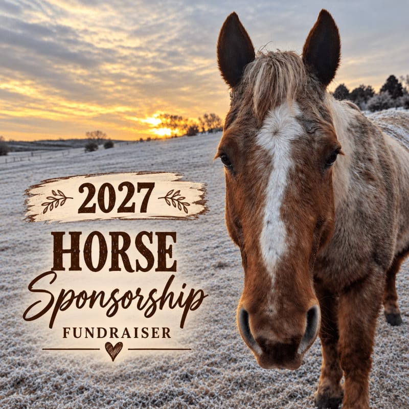 A close-up of a brown and white horse stands in a frost-covered field under a glowing sunrise.