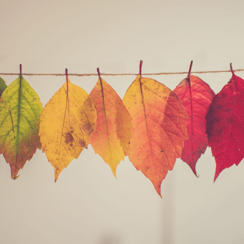 A row of colorful autumn leaves in a gradient from green to red hangs from a string against a plain, light-colored background.