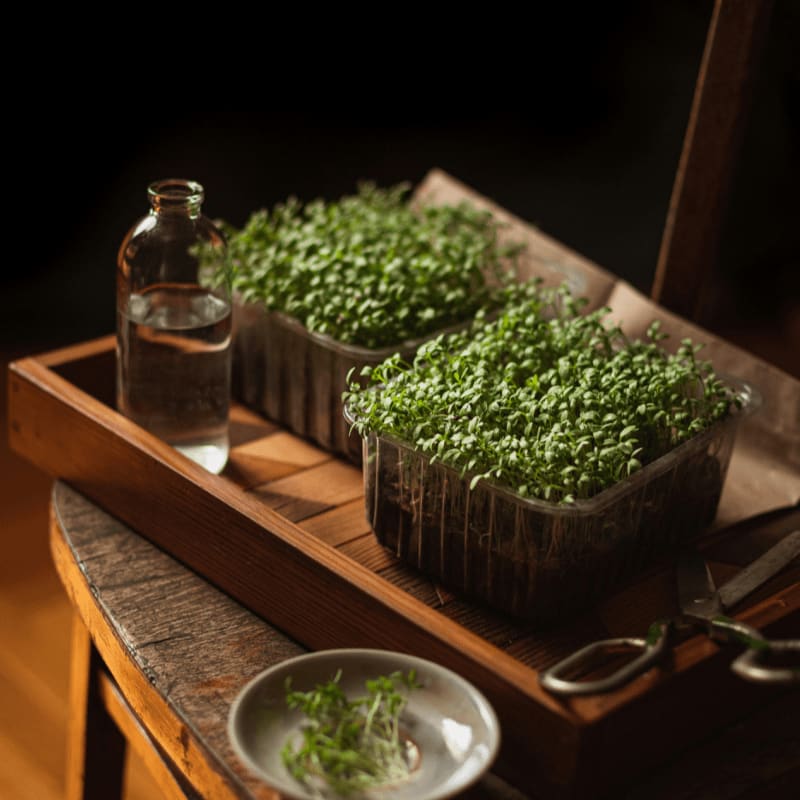 two trays of food on a wooden table