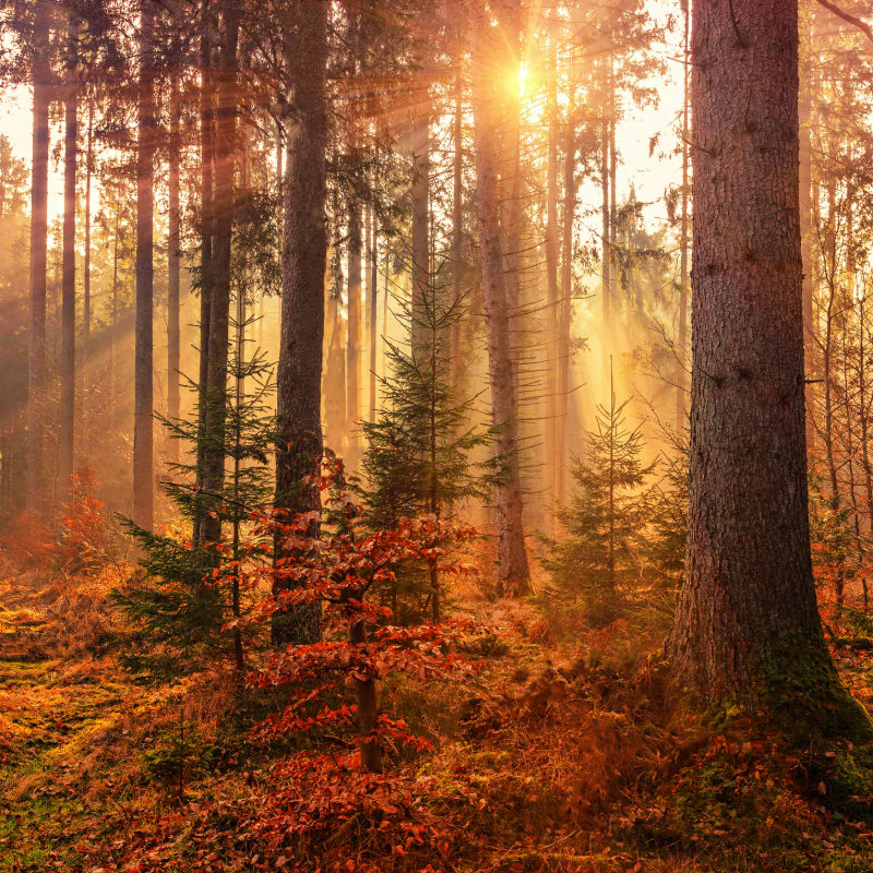 forest heat by sunbeam