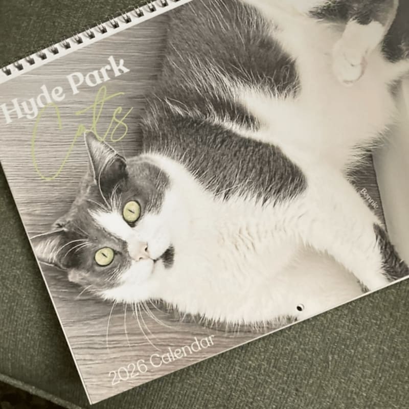 A grey and white cat is featured on a "Hyde Park Cats 2026 Calendar" resting on a dark green textured surface.
