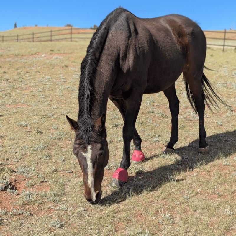 A dark brown horse with red leg wraps grazes in a dry, grassy field with a wooden fence and rolling hills in the background.