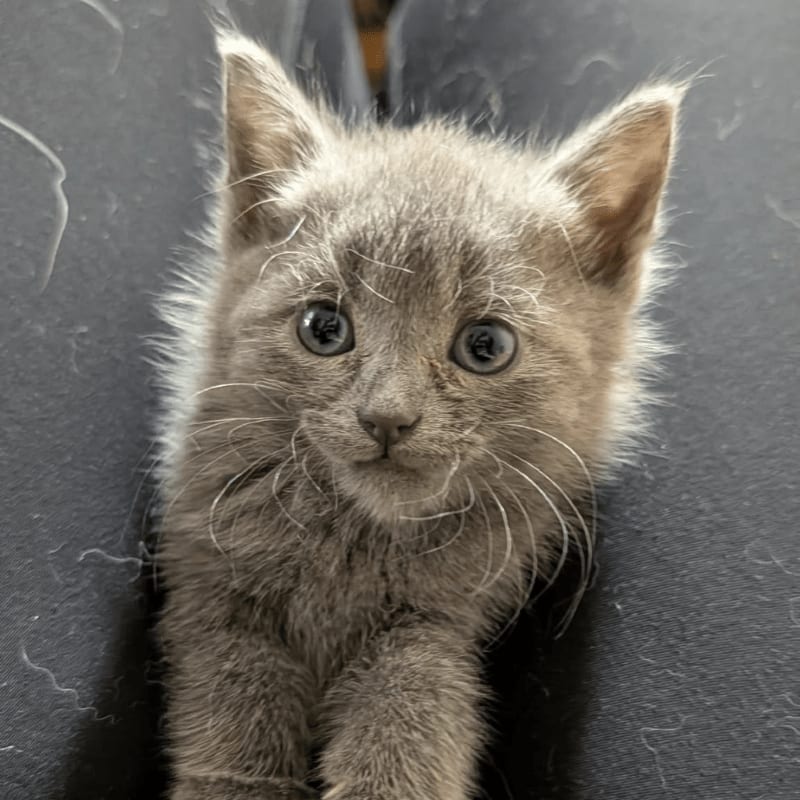 A fluffy grey kitten looks upward against a dark, textured fabric background.