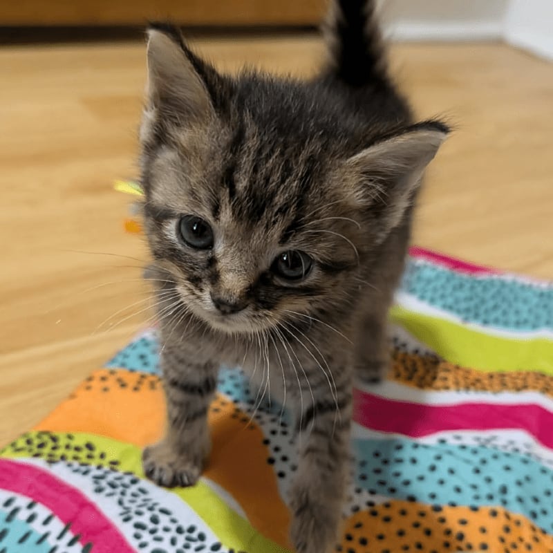A small tabby kitten stands on a colorful striped blanket atop a light-colored wooden floor.