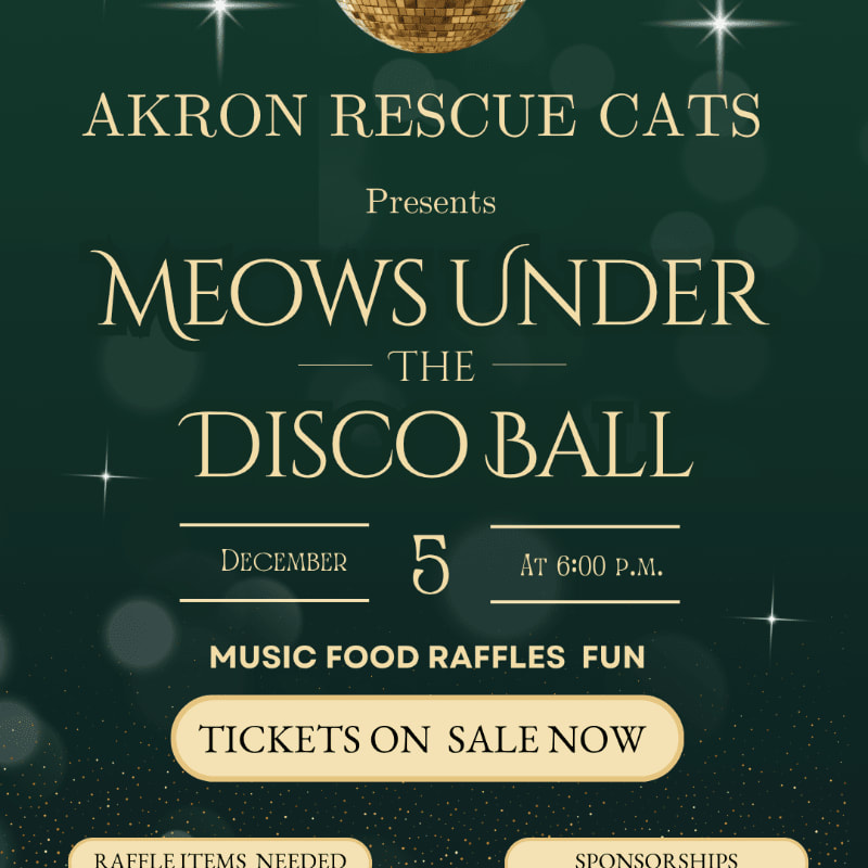 Gold and white text announcing the "Meows Under the Disco Ball" event for Akron Rescue Cats is set against a dark green background featuring a disco ball and sparkling lights.