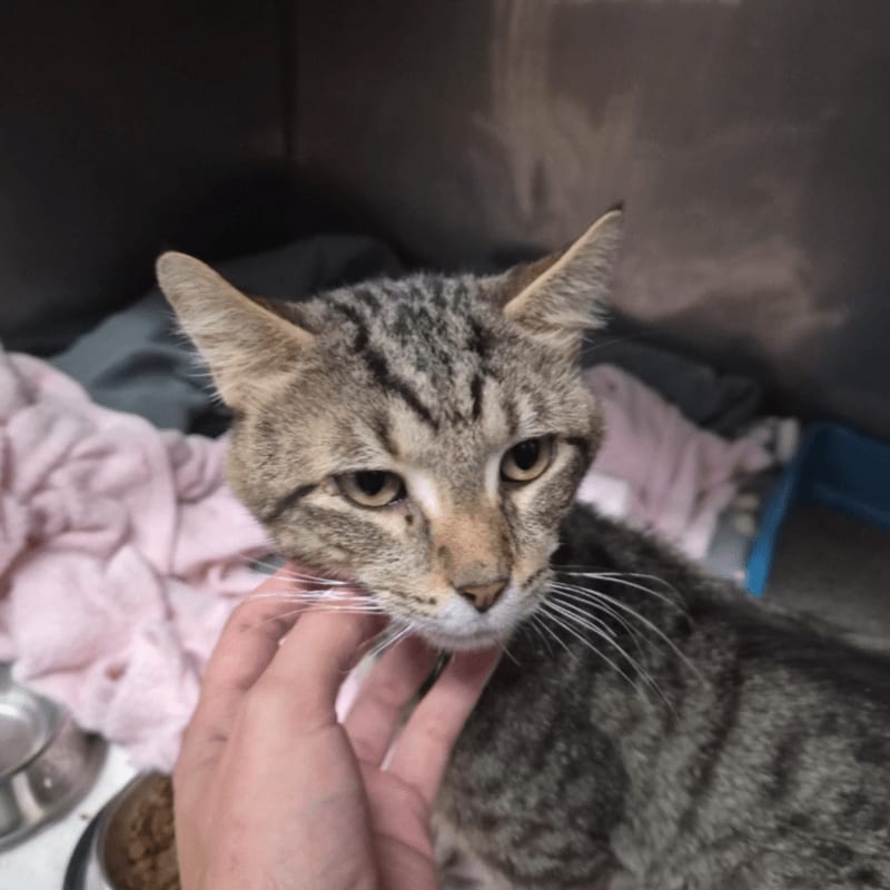 A grey tabby cat is being petted in the foreground, with pink blankets and a dark wall in the background.