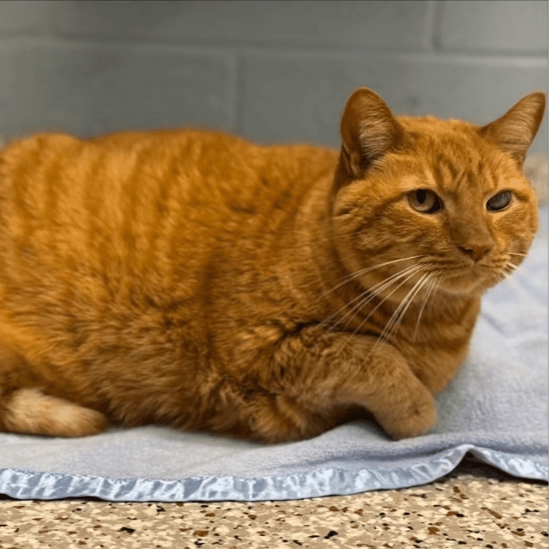 An orange tabby cat rests on a light blue blanket against a plain white wall.