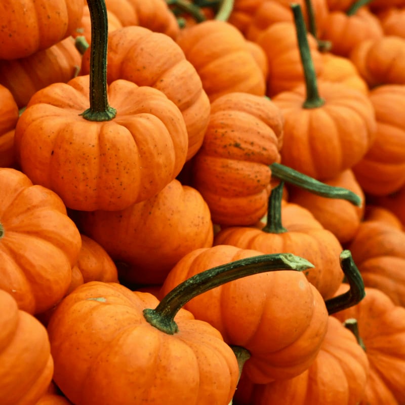 bunch of pumpkin
