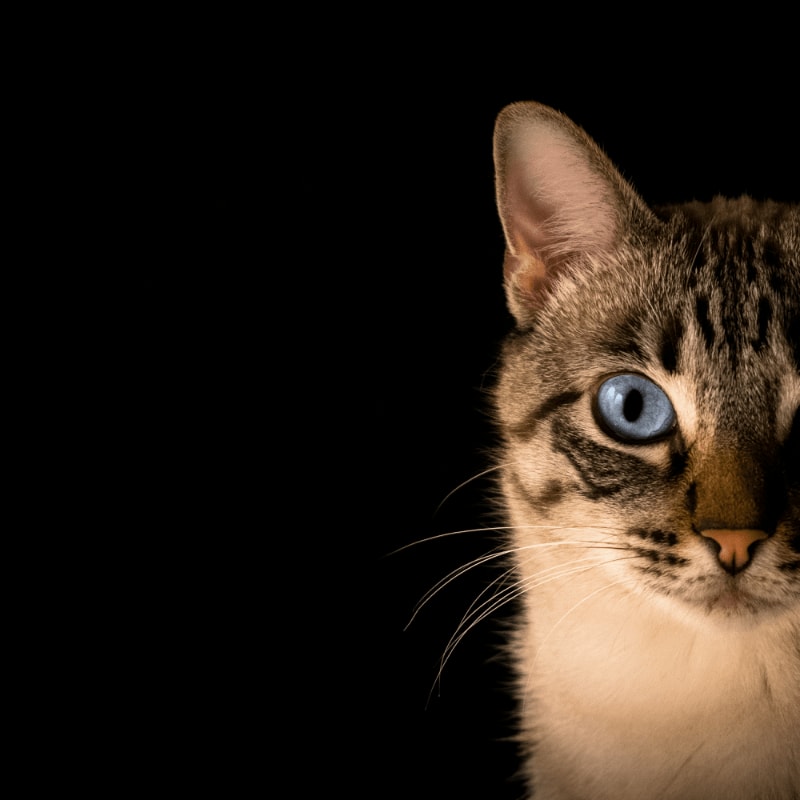 close up photo of tabby cat