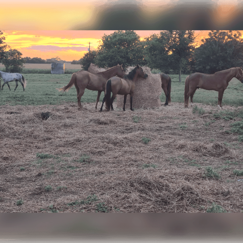 Several horses gather around hay bales in a grassy field under a vibrant orange sunset sky.