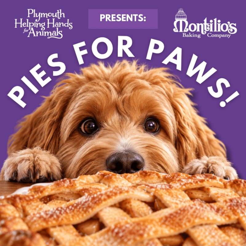 A golden-brown lattice pie sits in the foreground with a fluffy brown dog peering over it against a purple background featuring text and logos.