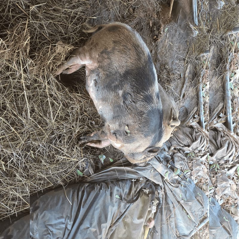 A small, dark-colored pig rests on a bed of dry straw next to a grey plastic tarp.