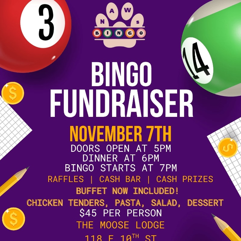 A purple flyer for a Bingo Fundraiser features large bingo balls and gold coins in the foreground against a purple background with event details.