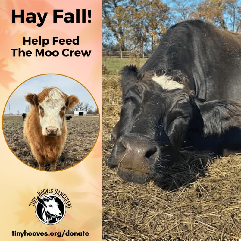 A promotional flyer features a close-up of a black cow resting on hay in a sunny field, alongside a circular inset of a brown and white calf against a rural landscape.