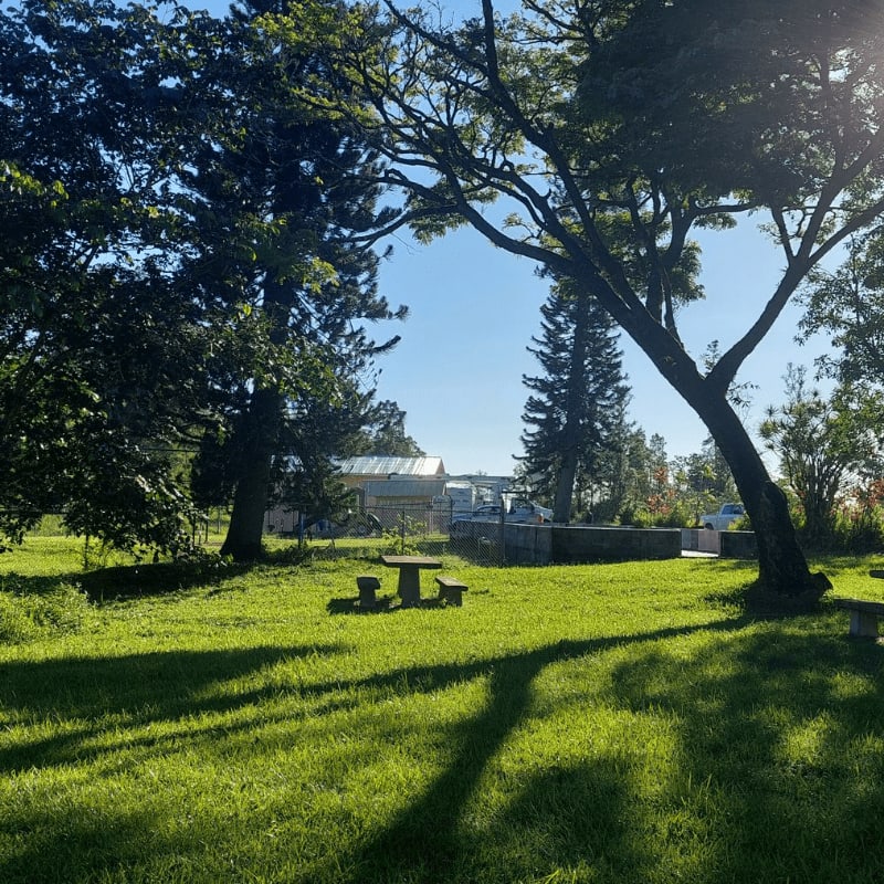 A wooden picnic table sits on a sunny grassy lawn framed by large trees, with a building and a car visible in the background.