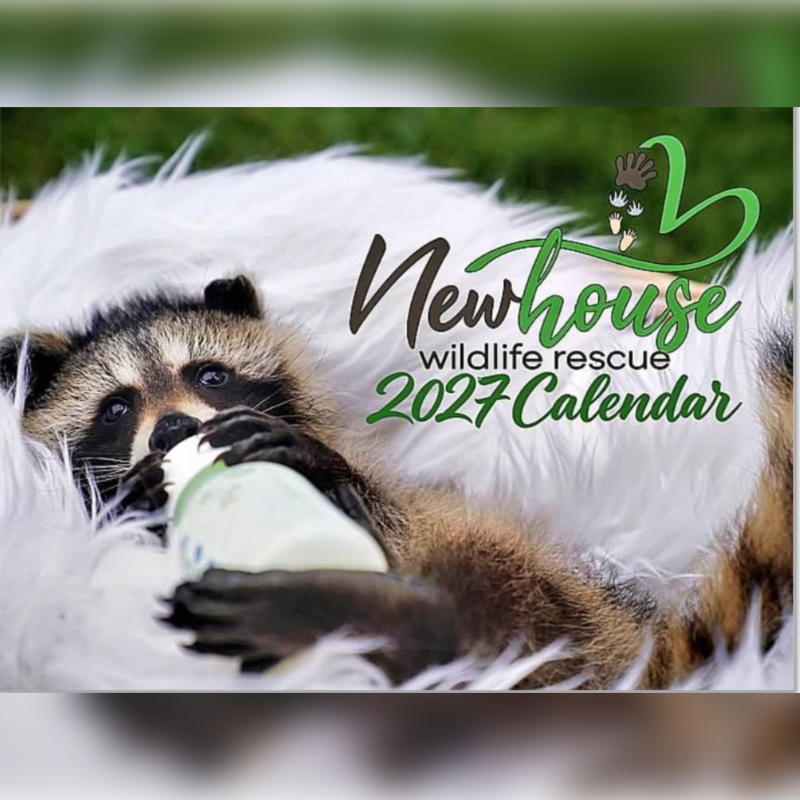 A baby raccoon drinks from a bottle while lying on a fluffy white blanket, with "Newhouse wildlife rescue 2027 Calendar" text overlaid in the background.