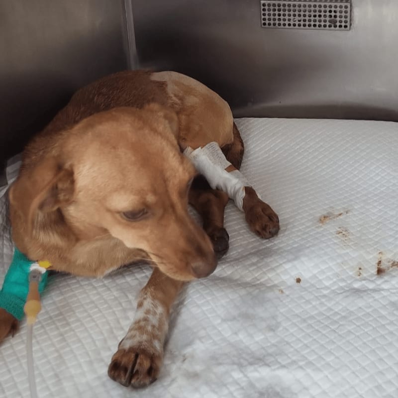 A brown dog with bandages on its leg and an IV in its paw lies on a white padded mat inside a metal kennel.