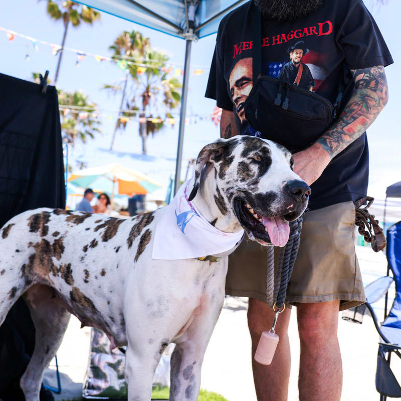 A spotted dog wearing a white bandana stands in the foreground next to a man in a black t-shirt, with palm trees and a sunny beach scene in the background.