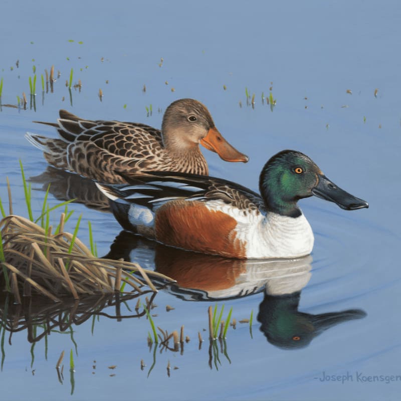 Two ducks float on calm blue water with sparse green reeds in the foreground and a soft, hazy background.