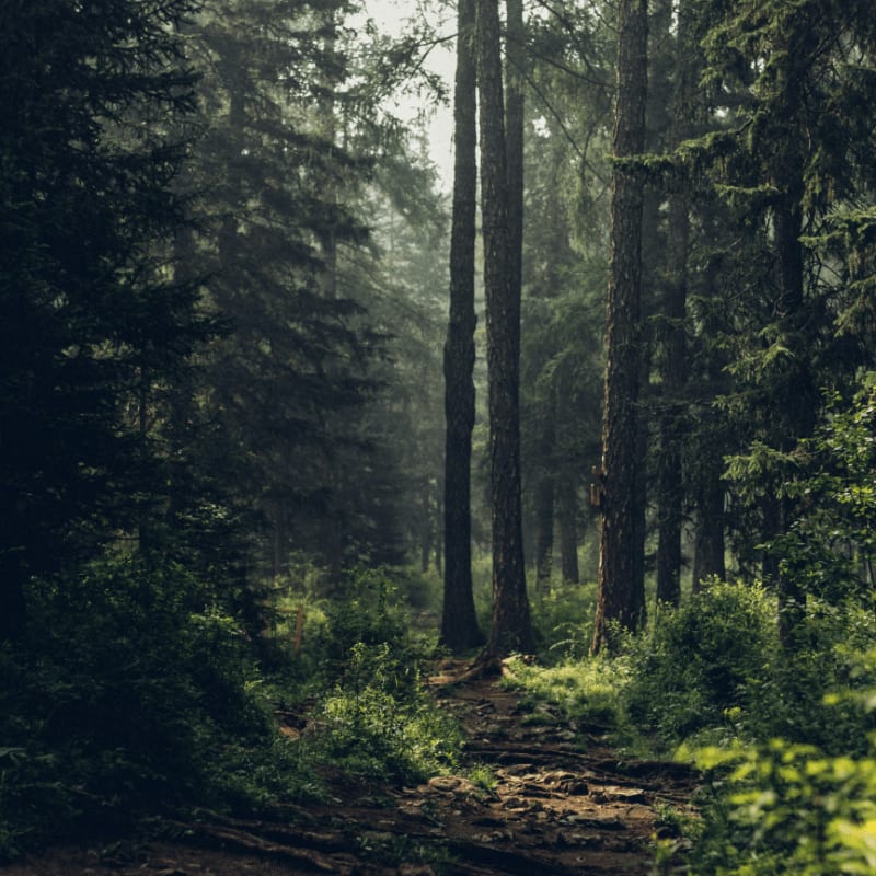 Forest during daytime
