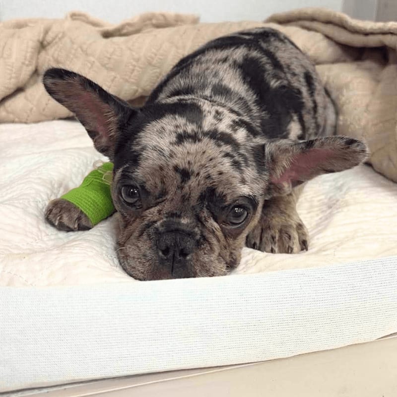 A brindle French Bulldog puppy with a green bandage on its paw rests on a white bed with a beige blanket in the background.