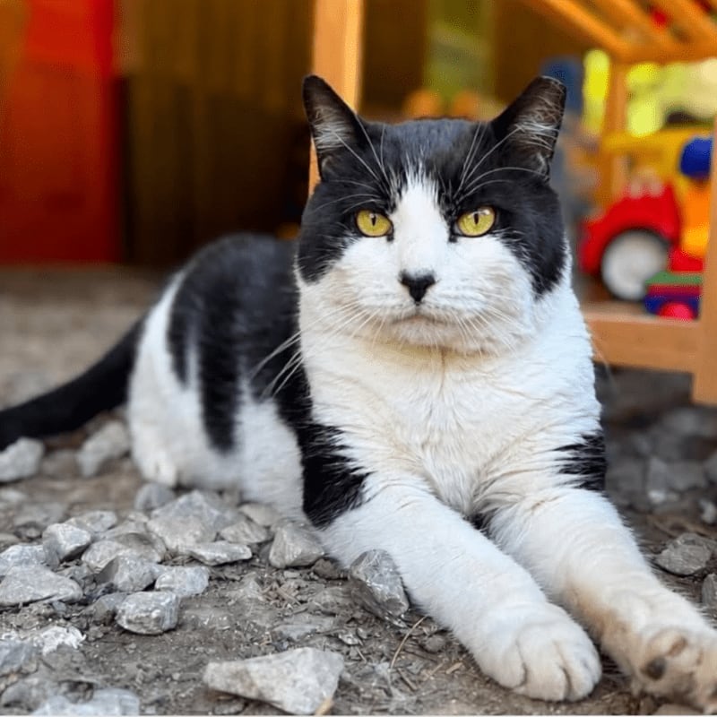 A black and white cat lies on a rocky ground with a blurred colorful background.