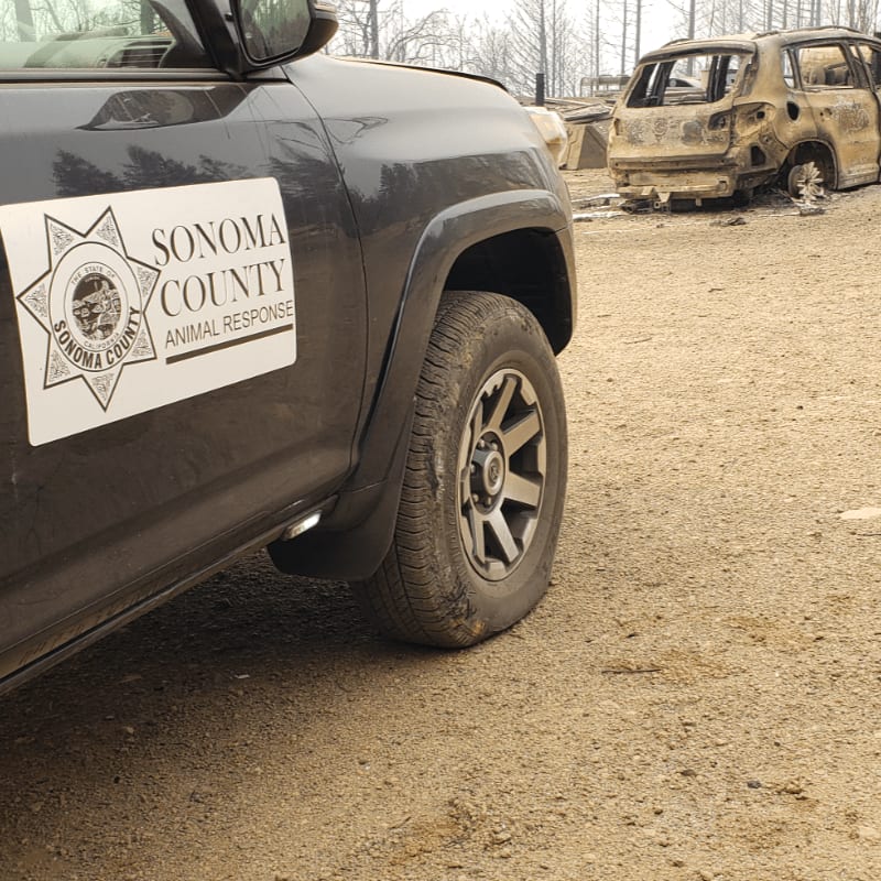 A Sonoma County Animal Response vehicle is parked in the foreground on a dirt lot, with a burnt-out car and charred trees in the background.