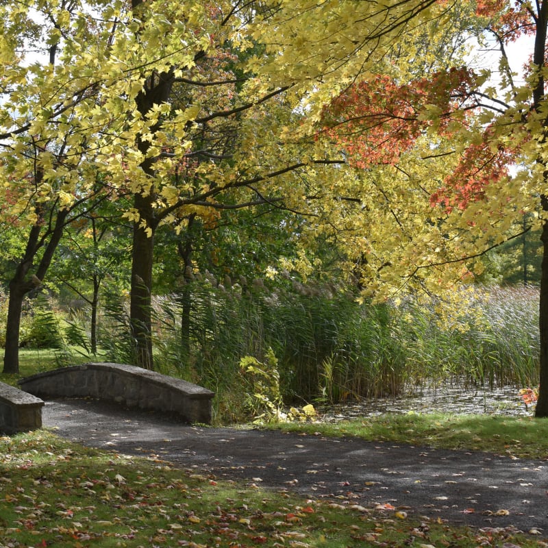 A paved path leads toward a small stone bridge in the foreground, set against a background of yellow and red autumn trees and a reed-filled pond.