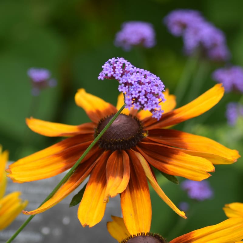 A vibrant orange coneflower and a small purple flower cluster stand in the foreground against a blurred green background with purple blooms.