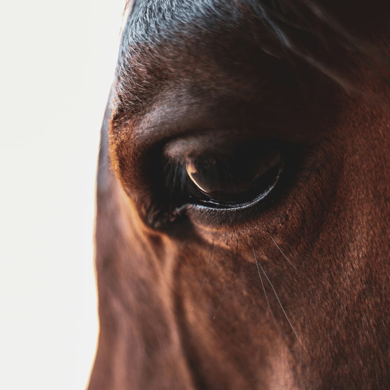 brown horse head in close up photography