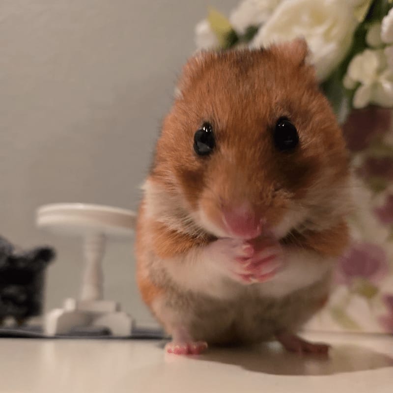 A small brown hamster stands in the foreground against a blurred background of white flowers and a white stand.