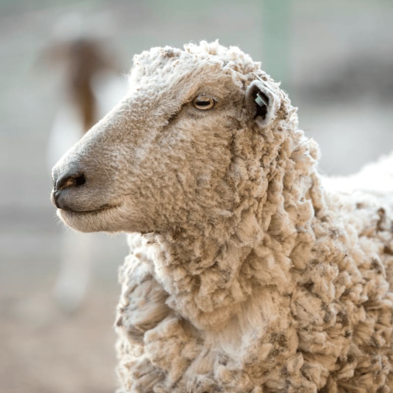 beige sheep