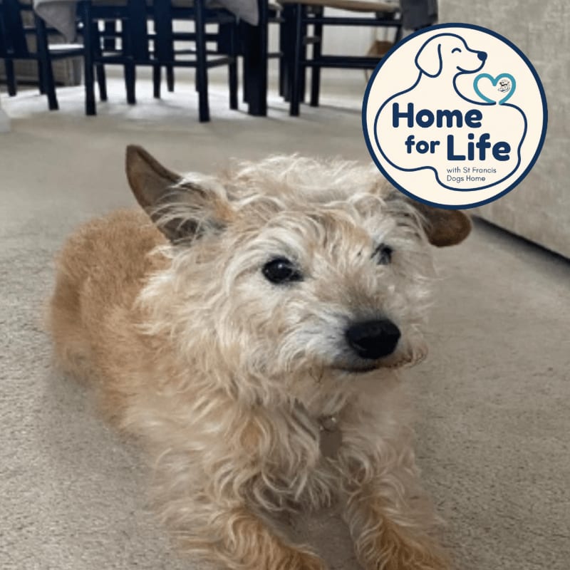 A fluffy, light-brown dog lies on a carpeted floor in front of dark wooden chairs and a "Home for Life" logo.