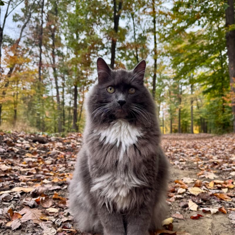 A fluffy grey cat with a white chest sits on a leaf-covered path in a forest of autumn trees.