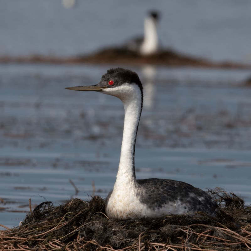 A black and white grebe sits in a nest of dark vegetation in the foreground, with a blurred bird and water in the background.