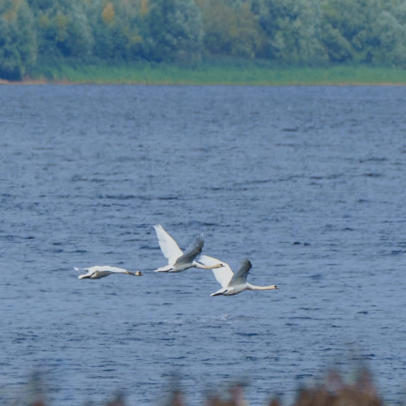 Three white birds fly over a blue body of water with a line of green trees in the distance.