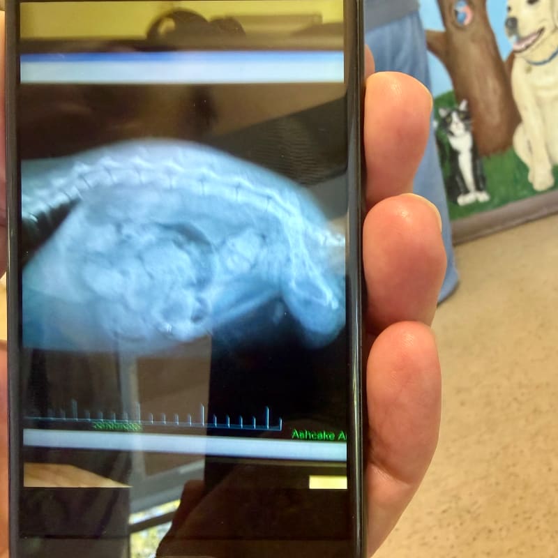 A hand holds a smartphone displaying an X-ray of an animal against a background featuring a carpeted floor and a painting of dogs.