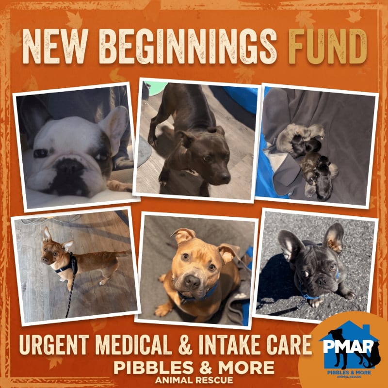 Five photos of rescue dogs are arranged in the center against an orange background with text for the "New Beginnings Fund" by Pibbles & More Animal Rescue.
