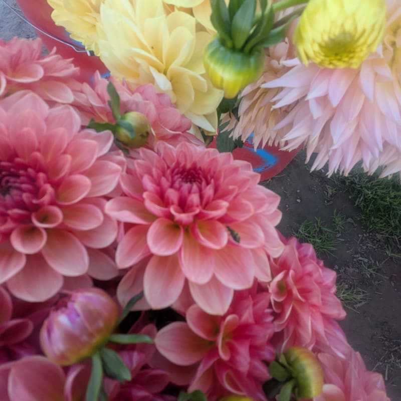Vibrant pink and yellow dahlia flowers fill the foreground, set against a background of dark soil and green grass.
