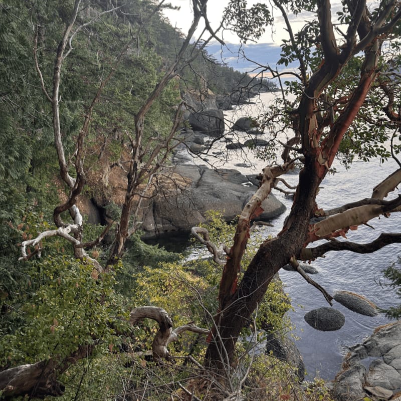 Gnarled, leafless trees frame a rocky coastline overlooking a calm body of water under a cloudy sky.