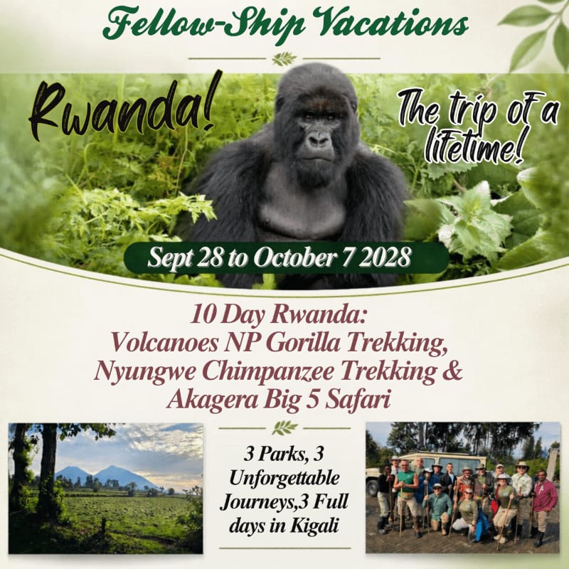 A large gorilla sits amidst lush green foliage in the foreground, with promotional text for a Rwanda vacation and smaller landscape and group photos in the background.