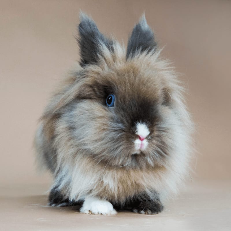 A fluffy, multi-colored rabbit with blue eyes sits in the foreground against a plain, neutral tan background.