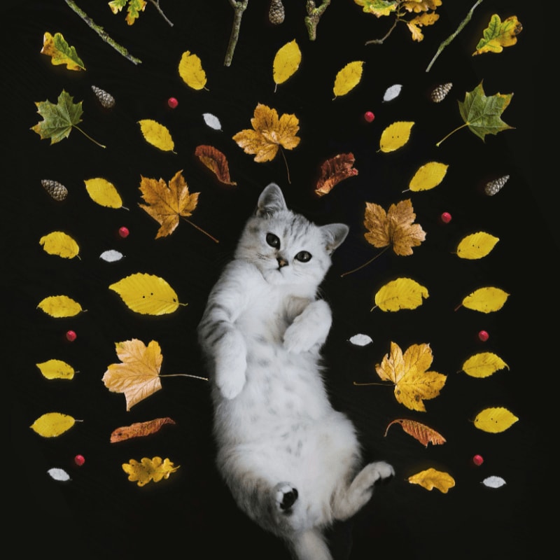 silver tabby cat surrounded by leaves