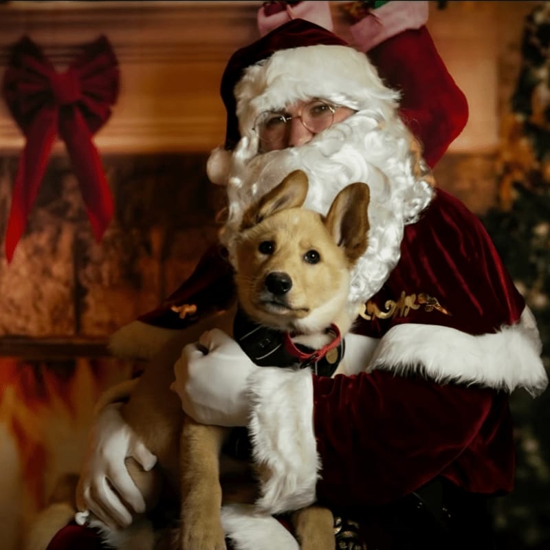 Santa Claus holds a small tan dog in his arms against a background featuring a fireplace with a red bow and a Christmas tree.