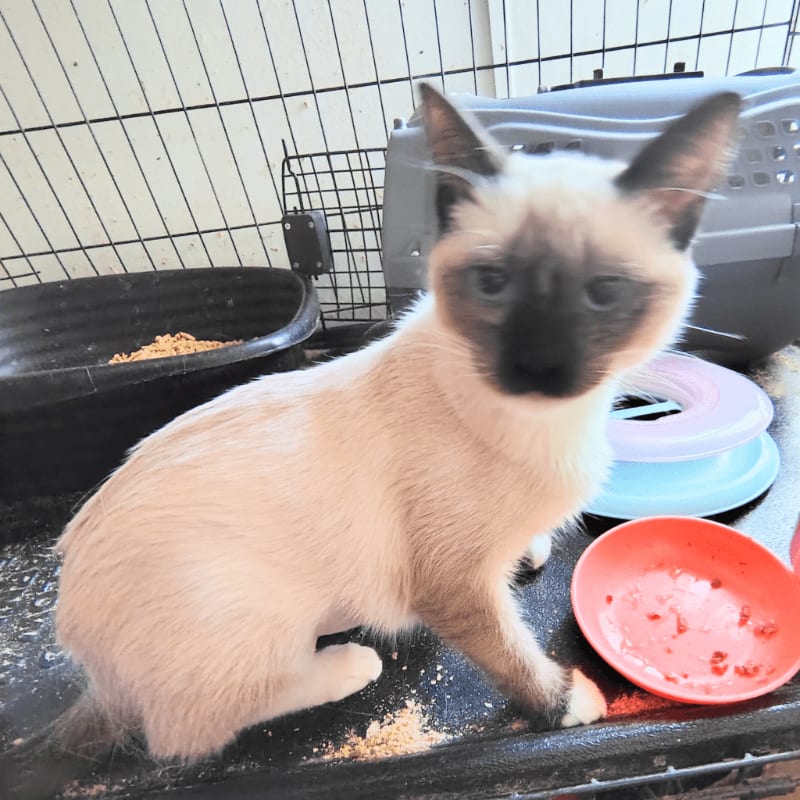 A Siamese cat sits in the foreground next to a red bowl, with a black food dish and a grey pet carrier in the background.